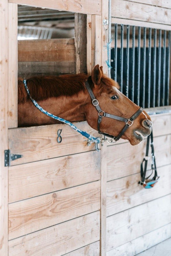 Cheval au boxe