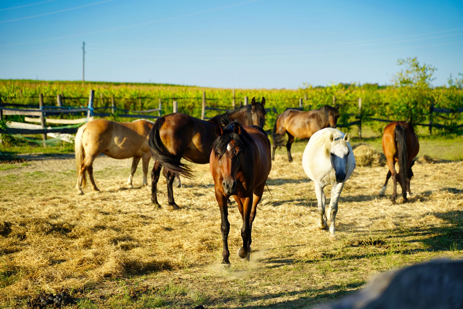 Chevaux au pré