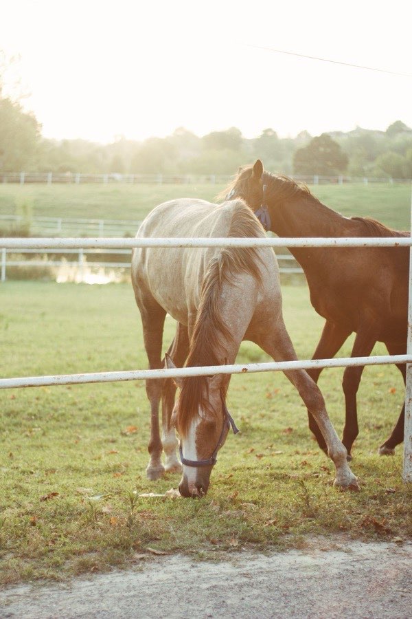 Chevaux au paddock